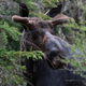 Velvet covers the antlers of a bull moose walking at the Umbagog National Wildlife Refuge, Thursday, May 31, 2018, in Wentworth’s Location, N.H. (AP Photo/Robert F. Bukaty)
